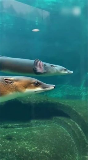 Evolution optimized this body for impossible conditions. #experiment #creatures #wildlife