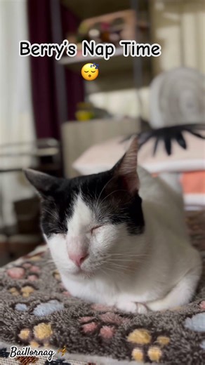 My cow cat Berry ! #cat #catvideos #trendingshorts #cute #funny