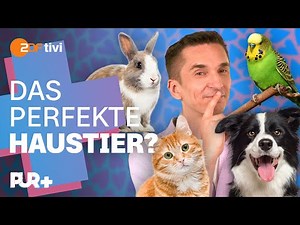 Haustier-Guide: Hund, Katze, Kaninchen, Vogel? Dieses Haustier passt zu dir | PUR+