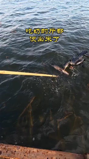 Fishing Techniques for Beginners: A Comprehensive Guide