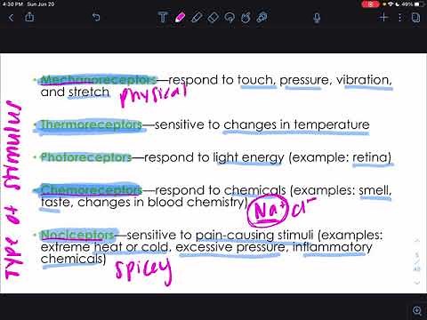 CH13 - The Peripheral Nervous System