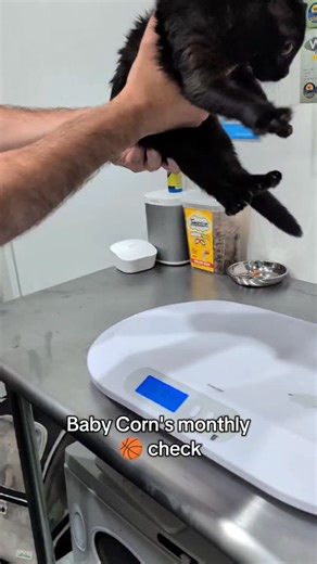 191K views · 23K reactions | Baby Corn's monthly vet visit and pocket test results. He's 7 months old. #babycorncat #wobblycat #cerebellarhypoplasia #dwarfcat #cat | Whisks to Whiskers | Facebook