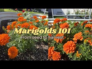 Marigolds 101 🌼 How to Plant, Grow & Care for Marigolds