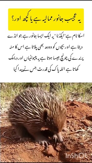 Meet the Beaked Echidna 🦔 #echidna #naturefacts #wildlife #nature #shorts