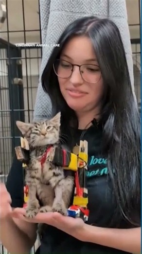 Paralyzed shelter kitten gets a wheelchair made of rulers and Hot Wheels