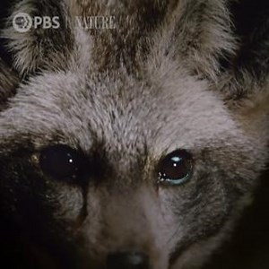 21K views · 1.7K reactions | So many wild dogs, so little time! Catch up on the first two episodes of "Dogs in the Wild" here: https://to.pbs.org/3WWjmGR [VID: Compilation footage of various wild dogs] | Nature | PBS | Facebook