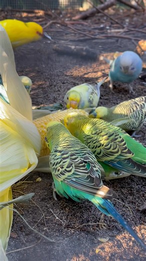 28K views · 1.9K reactions | Who else loves budgies? ...