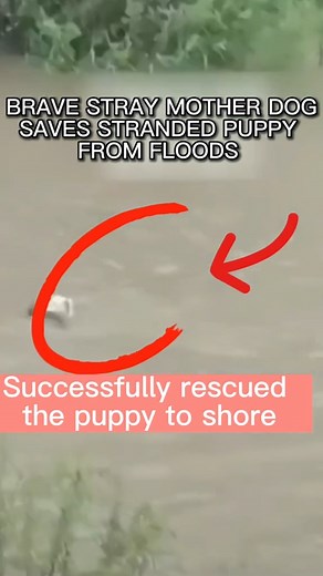 #rescuedog #savinganimals #helpdogs #dogrescues #dog #straydog #dogrescue #animalrescue | Saving Shelter Dogs from Euthanasia