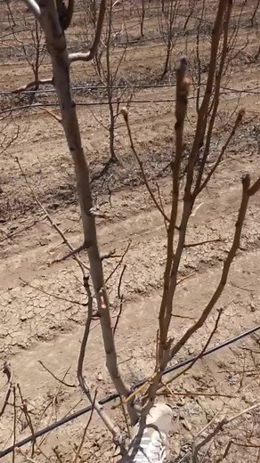 Tree Trimming Techniques with Felco Tools