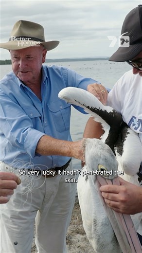 Located on the NSW Central Coast, Dr Harry joins Marine Wildlife Rescue volunteers who spend their spare time saving injured seabirds and teaching locals how to keep them safe. Catch this story on Friday at 7pm on Channel 7 and 7two | Better Homes and Gardens Australia