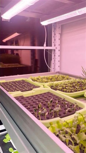 Hydroponic Seedling Success: Clean White Roots in Days! #shorts