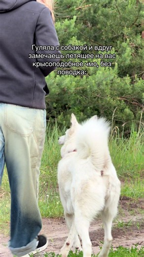 #тайгуся #рек #рекомендации #тайга #рекомендации | dog