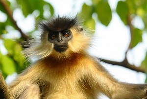 Capped langur - Alchetron, The Free Social Encyclopedia