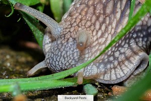 8 Ways To Tell The Difference Between Slugs And Snails (With Pictures)