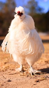 3.2K views · 82 reactions | Ruff Ryders Go 練 | Pocket Macro | Facebook