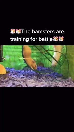 HAMSTER CULT FOR LIFE!! #fyp #hamstercultforever #wewillwin #foryoupagе