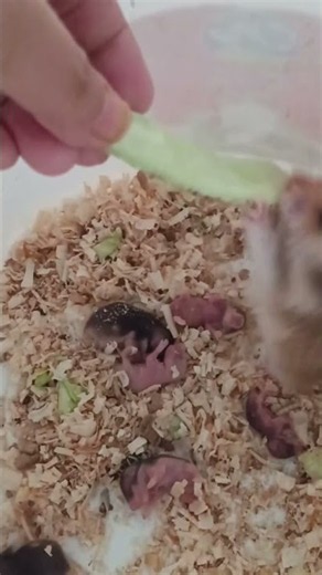 So Tiny! 🐹as Nursing 7 Newborn Hamsters LIVE 🍼🥹