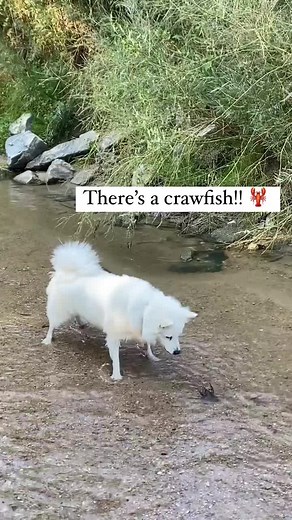 Randy moore on TikTok