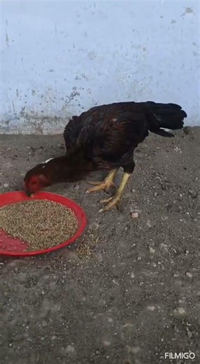 kattamukku senkarupu vedai shortnose aseel female #chicken #roosterfarm #aseelmurga #ayam
