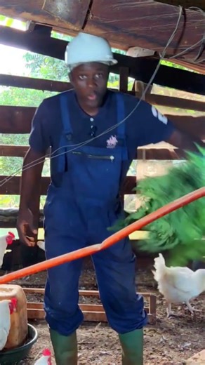 Le moringa c'est de l'or pour les élevage de Poulet