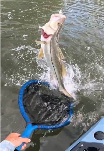 Chasing Snook in New Florida Waters | Reaction Strike Fishing