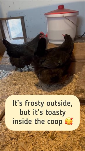 Karole Spencer on Instagram: "I keep heated waterers and heated brooder plates inside the coop for warmth in the winter. #fyp #backyardchickens #chickens #foryoupage #foryou ChickenCoop"