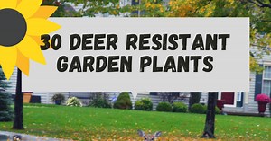 How to Build a Deer-Proof Garden