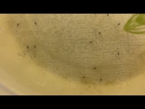 Pygmy Corydoras Breeding!!