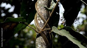 Creeper wraps around the trunk of a tree as it climbs.
