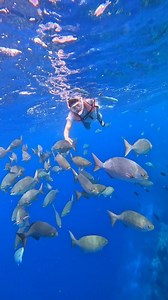 Laag na dri sa Balicasag Island, Panglao, Bohol ✨❤ #IslandHopping #iloveBohol #balicasagisland #olala #natnatwabevibes #amazingreels #Amazing #islandlife #adventure #touristattraction #Philippines #everyoneシ゚ #highlight #follower #friends #nonfollowers #fypシ゚ #trendingreel #touristspot #Holidays #vacation #nature #viralreelsfacebook #shortsreels | Natnat Wabe Vibes