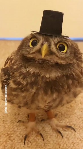 Adorable Owls Compilation - Cute and Funny Owl Videos on TikTok
