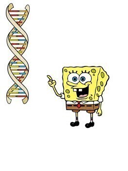 Genetics Phenotype & Genotype SpongeBob Square Pants Middle School Science