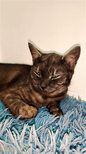 How to say graduate in Spanish? #cat #kitty #kitten #sprunki #fyp #shorts