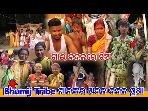 Bhumij Tribe ମାନଙ୍କର ଅଦଳ ବଦଳ ପ୍ରଥା || ଗାଈ ବଦଳରେ ଝିଅ 😯 ‪@tribevloggerrani9457‬