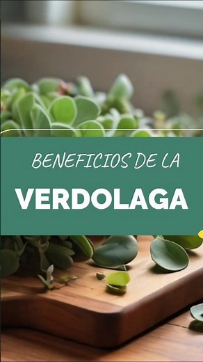 VERDOLAGA - BENEFICIOS - #plantasmedicinales #verdolaga