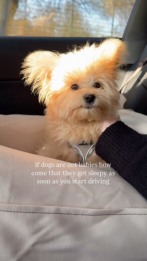 Teddy | Pomapoo Puppy on Instagram: "🥰🧸 #pomapoo #puppy #poodle #pomeranian #toypoodle"