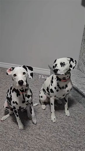 Why dogs are the best therapy: Heartwarming insights you need