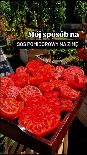 🍅 Domowy sos pomidorowy na zimę – mój sposób 🍅 Robię sos pomidorowy co roku i to dla mnie największa nagroda za pracę w ogrodzie. To lato było wyjątkowo chłodne – zimny maj, zimny i deszczowy lipiec, a jednak mój sposób z nieobcinaniem liści znowu się sprawdził. Liście zrobiły naturalną termoizolację i osłonę przed chorobami, dzięki czemu ominęła mnie zaraza ziemniaczana. A gdy na początku sierpnia odkryłam gęste krzaki i odsłoniłam piękne grona, zaczęły się one cudownie wybarwiać w słońcu. Te