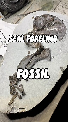Easily my favourite prep finish of 2023. This is an articulated forelimb of an extinct species of monk seal called Eomonachus Belegaerensis. #fossil #seal #beach #ocean #dinosaur #history | Get Your Rocks Off