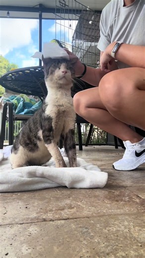 Casper has improved immensely over the past month. I found casper on the side of the road, starving and In bad shape but he wanted to be saved he didn't want to give up. His eyes wouldn't open for 2 months, It took time, patience and so much love to get him to where he is now I would do it over and over again. We have had Casper here at the rescue since October! He's ready for his home now! He does have Feline Leukemia Virus / Feline Immunodeficiency Virus, but cats with these can still live lon