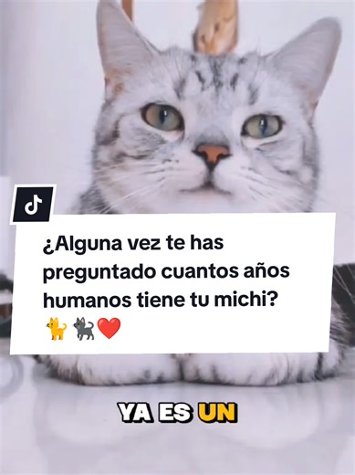 ¿Cuántos años humanos tiene tu gato? Descúbrelo aquí