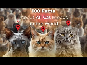 100 Facts About All Cat Breeds in the World