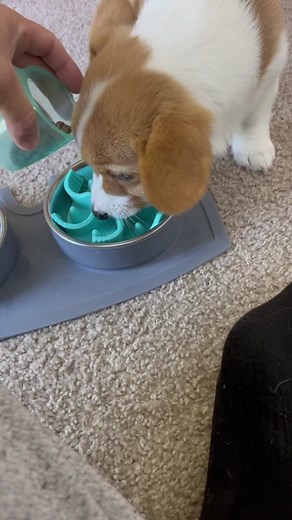 Puppy Resource Guarding Techniques for Corgis