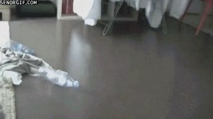 This is basically how karma works | Animal Encyclopedia