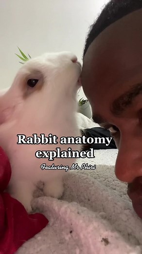 Rabbit Anatomy Explained with Mr Phiri