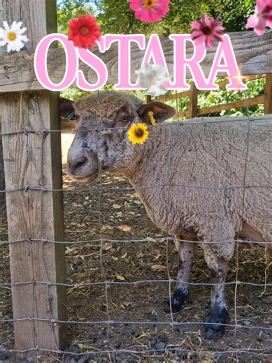 🌼Celebrate Ostara with us! 🌸⁠ ⁠ Ostara, or the Spring Equinox, is a Pagan celebration that marks the return of spring, the balance between light and dark, and themes of renewal and growth. ⁠ ⁠ To celebrate the return of the light and all the beautiful growth and new life we will experience on the farm, we are putting on an Ostara celebration.⁠ ⁠ What to expect:⁠ ⁠ 🛍️ Windmill Hill Market returns and will showcase local artists and creatives⁠ ⁠ 🍎A Wassail Ceremony by Bruhaha, join us as we bl