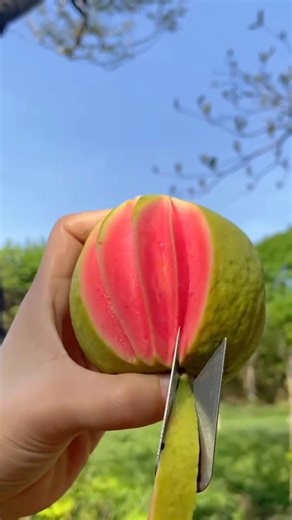 NatureBosx#fruits short #hanging fruits😍😍