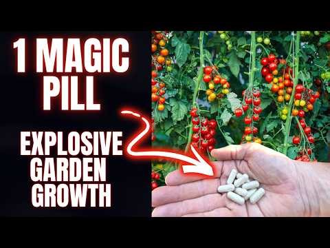 Vegetable Plants CRAVE This Vitamin Recipe | UNBELIEVABLE RESULTS