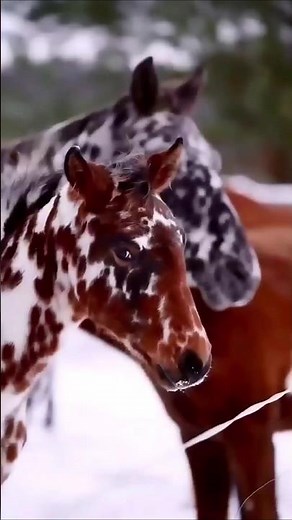 Discover the AMAZING Knabstrupper Horse Breed! #horse #equestrianjourney #facts #knabstrupper
