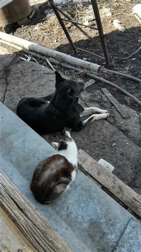 мир+дружба+сосиска